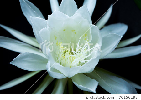 月光下的美已經開始綻放04 70156193