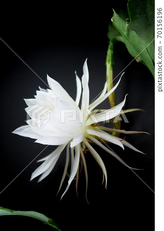 月光下的美已經開始綻放05 70156196