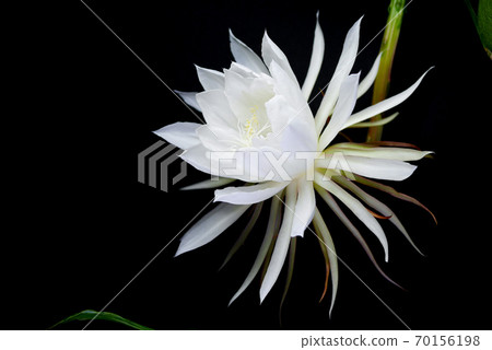 開始綻放的月光之美06 70156198