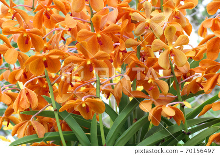 Close up of orchids bouquet with natural background Close up of orchids bouquet with natural background 70156497