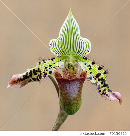Paphiopedilum, Lady's Slipper. slipper orchid. Variety of Lady Slipper. Paphiopedilum concolor. godefroyae. 70156511