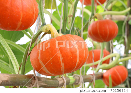 pumpkin orange. pumpkins hanging from the bamboo fence. 70156524