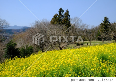 Rape field [Tsukui, Sagamihara City, March] 70156842