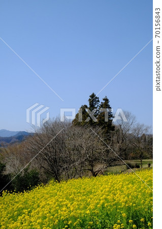 Rape field [Tsukui, Sagamihara City, March] 70156843