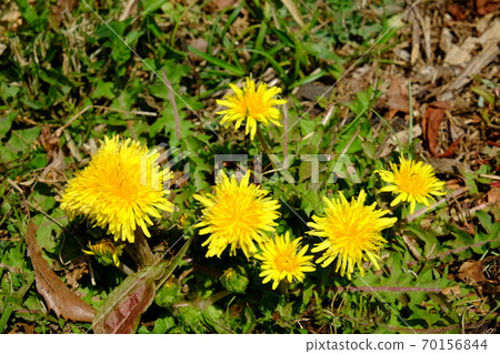 Dandelion blooms [Tsukui, Sagamihara City, March] 70156844