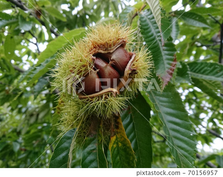 Chestnut chestnut 70156957