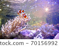 Clownfish in the aquarium, back view 70156992