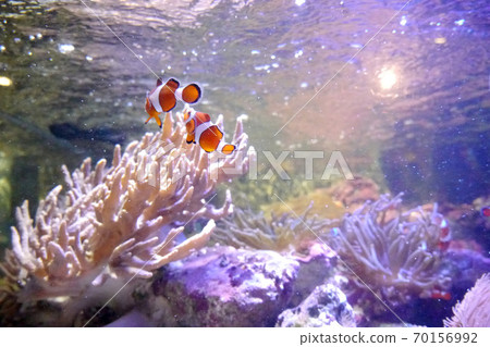 Clownfish in the aquarium, back view Clownfish in the aquarium, back view 70156992