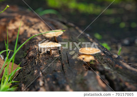 Mushrooms grown in trees 70157005