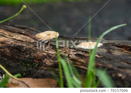 Mushrooms grown in trees Mushrooms grown in trees 70157006