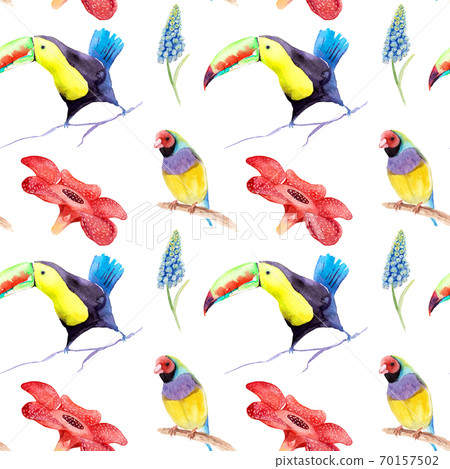 watercolor drawing of birds - toucan and guldova amadina, gould finch - seamless pattern watercolor drawing of birds - toucan and guldova amadina, gould finch - seamless pattern 70157502