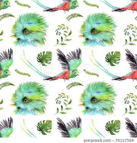 watercolor drawing of birds - Resplendent Quetzal - seamless pattern watercolor drawing of birds - Resplendent Quetzal - seamless pattern 70157504