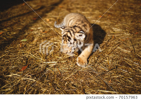 Cute little Tiger cubs playing in the grass Stock Photo by