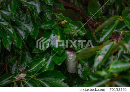 Konoha wet in the rain [Nagano Prefecture] 70158561