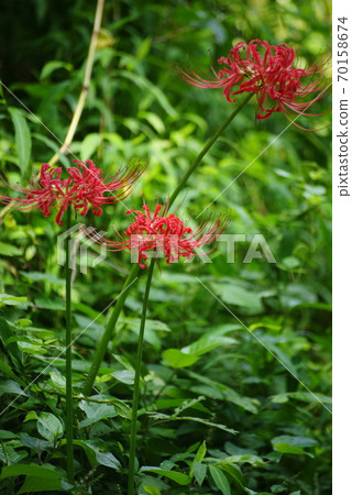 Cluster amaryllis 70158674