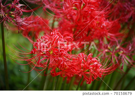 Cluster amaryllis 70158679