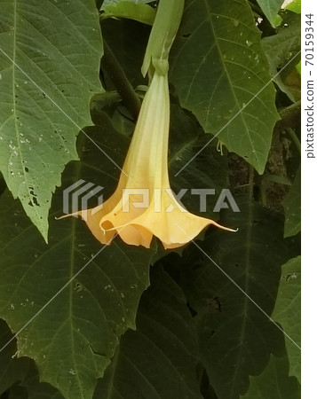 一朵美麗的天使喇叭花(橙色) 一朵美麗的天使喇叭花(橙色) 70159344