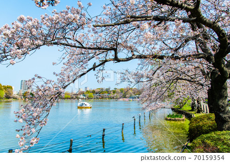東京台東區上野的筱巴津池的櫻花 東京台東區上野的筱巴津池的櫻花 70159354