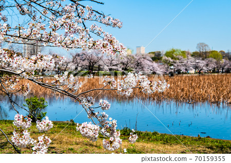 東京台東區上野的筱巴津池的櫻花 東京台東區上野的筱巴津池的櫻花 70159355
