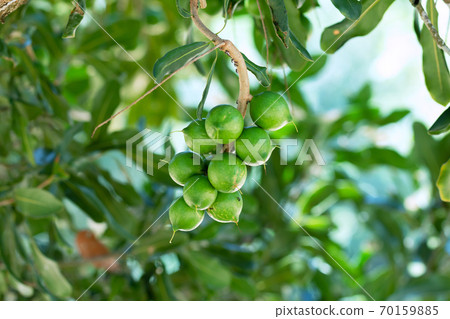 Raw of Macadamia integrifolia or Macadamia nut hanging on plant Raw of Macadamia integrifolia or Macadamia nut hanging on plant 70159885