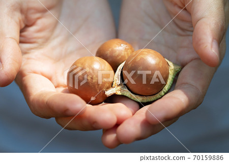 Raw of Macadamia integrifolia or Macadamia nut in hand to show product Raw of Macadamia integrifolia or Macadamia nut in hand to show product 70159886