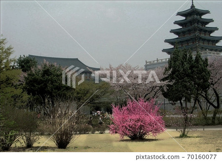 Cherry blossoms in Gyeongbokgung Palace, Seoul, South Korea Cherry blossoms in Gyeongbokgung Palace, Seoul, South Korea 70160077
