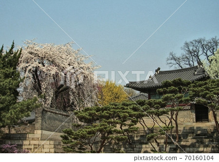 韓國首爾櫻花巨樹和寺廟屋頂 韓國首爾櫻花巨樹和寺廟屋頂 70160104