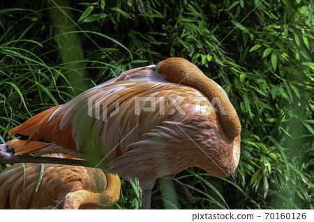 Phoenicopterus ruber known as American or Caribbean flamingo - Peninsula de Zapata, Cuba 70160126