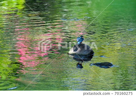 Kingfisher perched on a stone on the river surface where pink flowers and green are reflected Kingfisher perched on a stone on the river surface where pink flowers and green are reflected 70160275