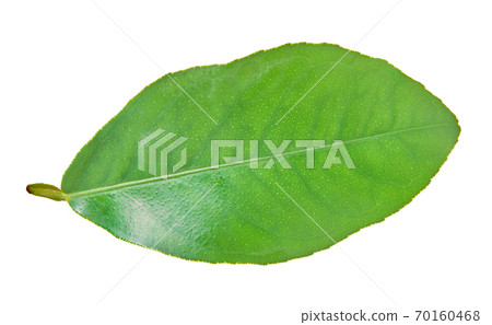 green lemon leaf with clipping path green lemon leaf with clipping path 70160468