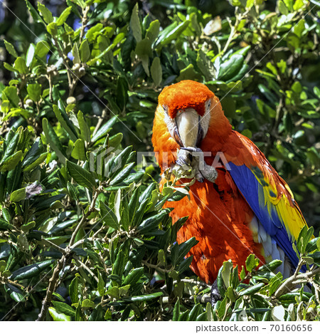 Ara macao known as scarlet macaw Ara macao known as scarlet macaw 70160656