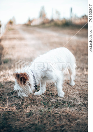 Funny white fur dog stands on the grass and looks to the side. Vertical photo Funny white fur dog stands on the grass and looks to the side. Vertical photo 70160807