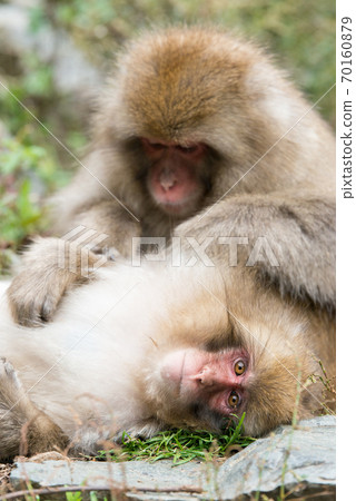 Japanese black monkey Japanese monkey 70160879