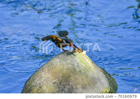 Kingfisher holding a crayfish and perching on a stone (3/3) 70160979