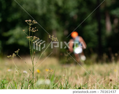 Grass stalk on the meadow with blurry biker 70161437