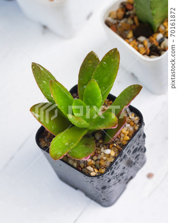 Small fresh and green succulent plant on white wooden table Small fresh and green succulent plant on white wooden table 70161872