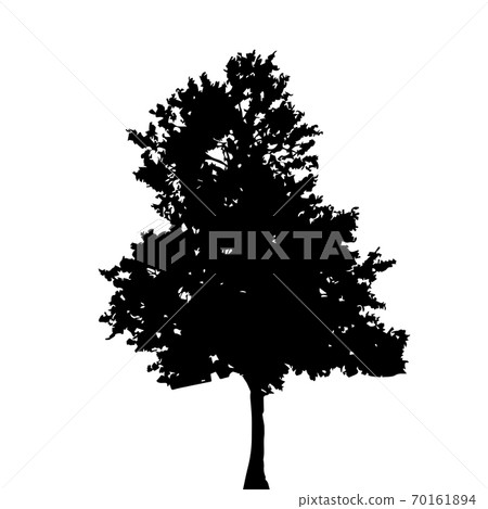 Tree Silhouette Isolated on White Backgorund. Vecrtor Illustration Tree Silhouette Isolated on White Backgorund. Vecrtor Illustration 70161894