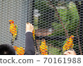 Close up of hand feeding birds 70161988