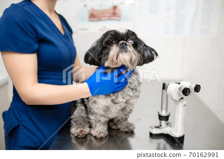 Veterinary, ophthalmologist prepare the a dog with injured eye to examine with a slit lamp in a veterinary clinic Veterinary, ophthalmologist prepare the a dog with injured eye to examine with a slit lamp in a veterinary clinic 70162991