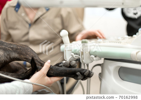 Closeup black dog paws. Dog lying on table in pet clinic during ultrasonic exam Closeup black dog paws. Dog lying on table in pet clinic during ultrasonic exam 70162998