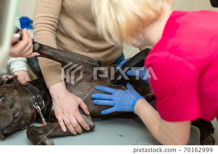 A veterinarian shaves a black dog to connect electroelectrodes for an electrocardiogram examination 70162999