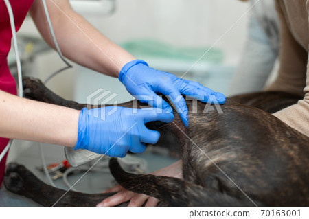 Closeup black dog paws. Dog lying on table 70163001