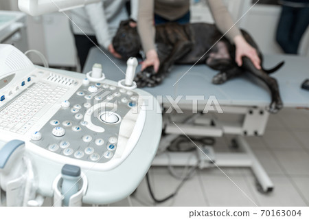 Doctor veterinarian makes an ultrasound and cardiogram of the heart of a dog in the office of a veterinary clinic 70163004