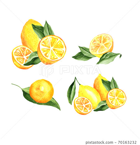 Lemons Arrangement Watercolor Set. Vector artistic collection isolated on white Lemons Arrangement Watercolor Set. Vector artistic collection isolated on white 70163232