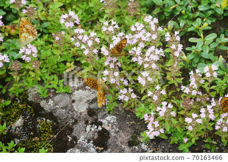 Kohyomon吸吮Ibukijakousou的蜂蜜 70163466