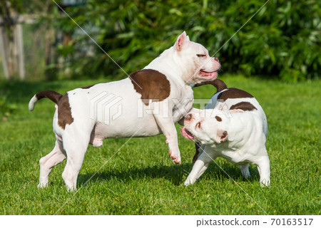Two American Bully puppies dogs are playing Two American Bully puppies dogs are playing 70163517