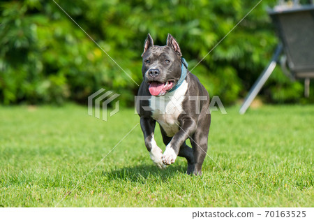 cute Blue hair American Staffordshire Terrier dog cute Blue hair American Staffordshire Terrier dog 70163525