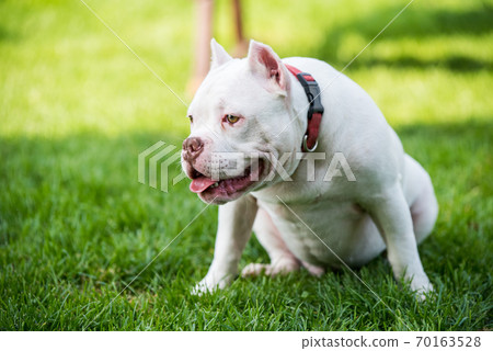 American Bully puppy dog sitting on green grass American Bully puppy dog sitting on green grass 70163528