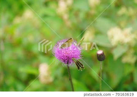 Ochabaneseseri sucking the honey of thistle 70163619
