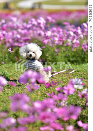 Toy Poodle and Cosmos 70163631
